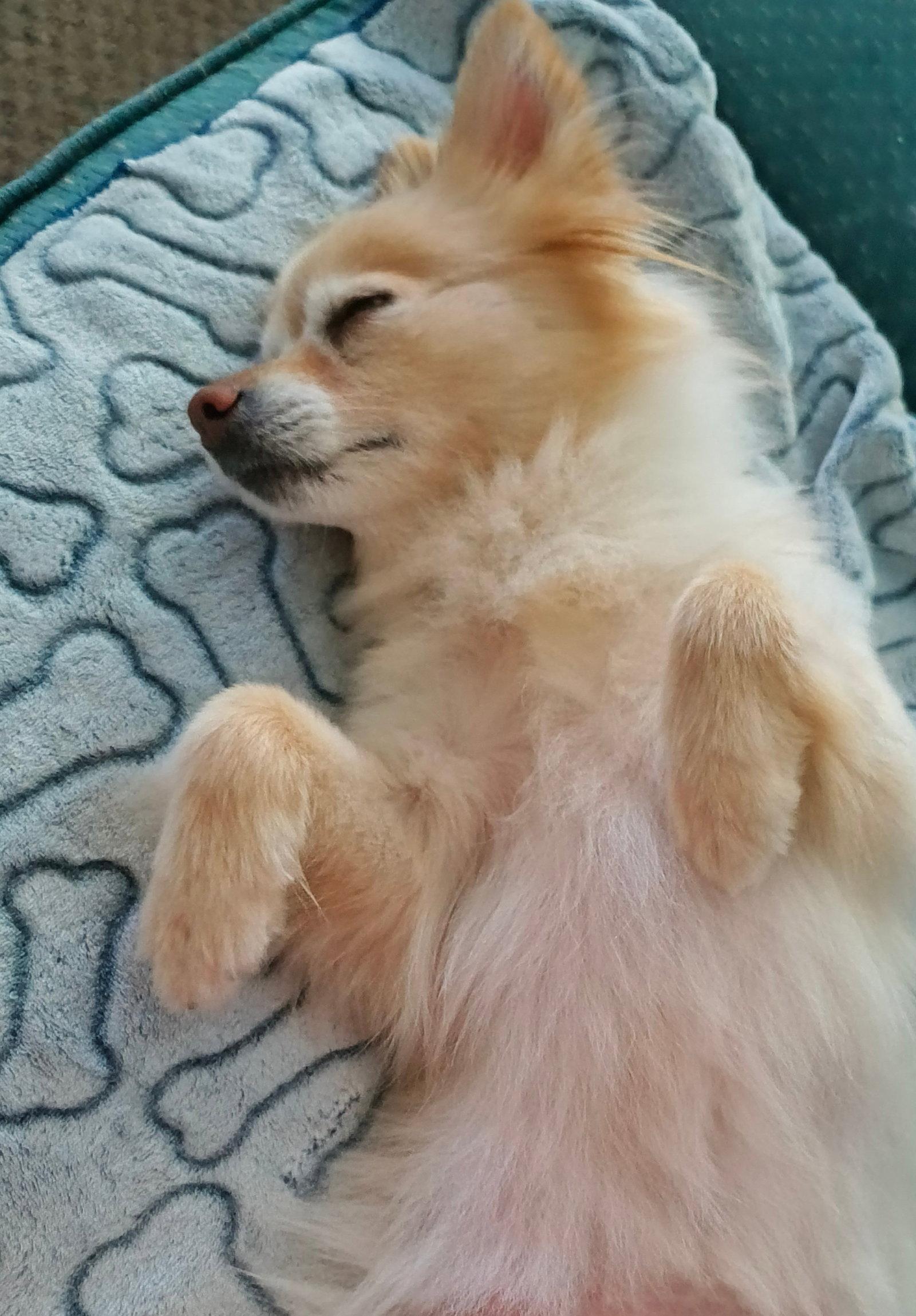 Enlarge Jager (Jag), a Adoptable Pomeranian in Etobicoke, ON image 2/3