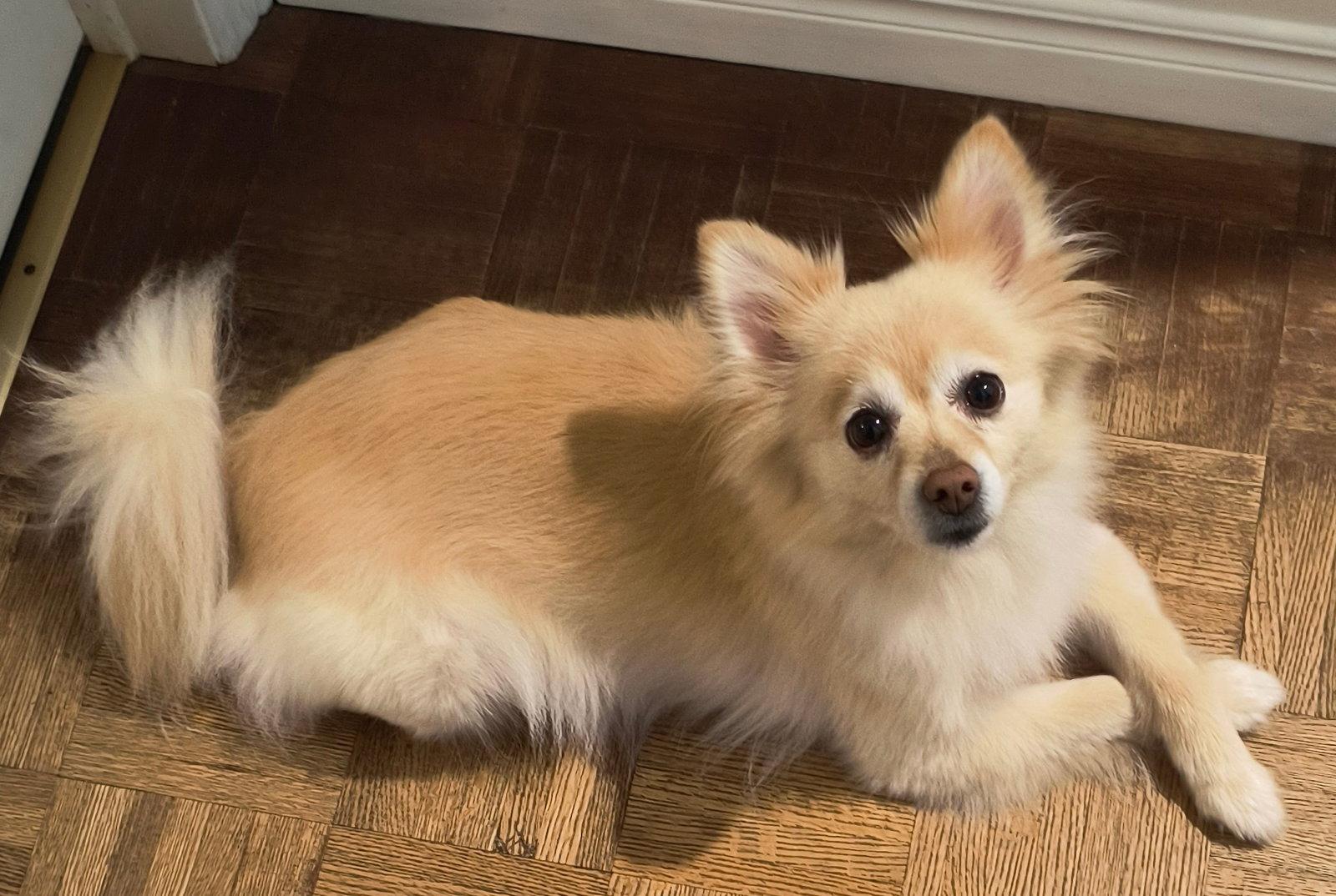 Enlarge Jager (Jag), a Adoptable Pomeranian in Etobicoke, ON image 3/3