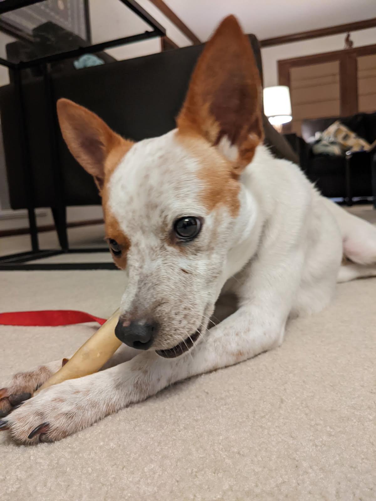 Red Bull, a ADOPTABLE mixed breed in Greenville, SC image 3/4