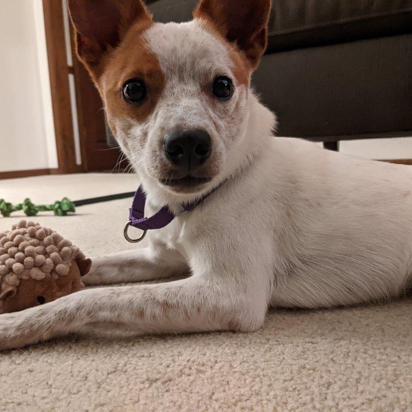 Red Bull, ADOPTABLE, Young Male Jack Russell Terrier & Cattle Dog.