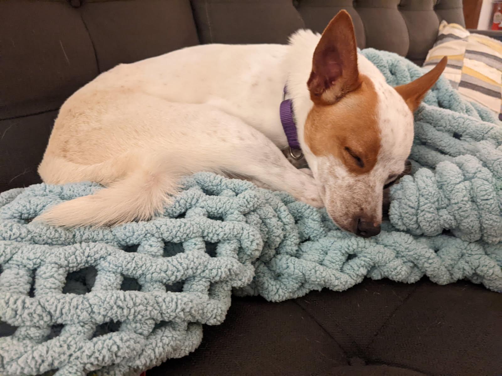 Red Bull, a ADOPTABLE mixed breed in Greenville, SC image 2/4
