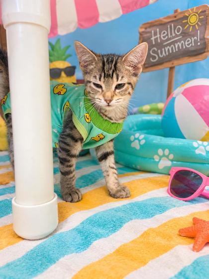 Enlarge Espresso, a Adoptable Domestic Short Hair in Belleville, MI image 1/2