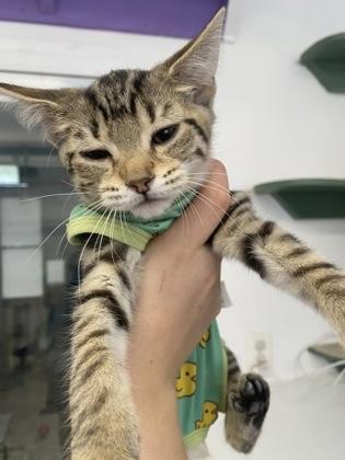 Enlarge Espresso, a Adoptable Domestic Short Hair in Belleville, MI image 2/2