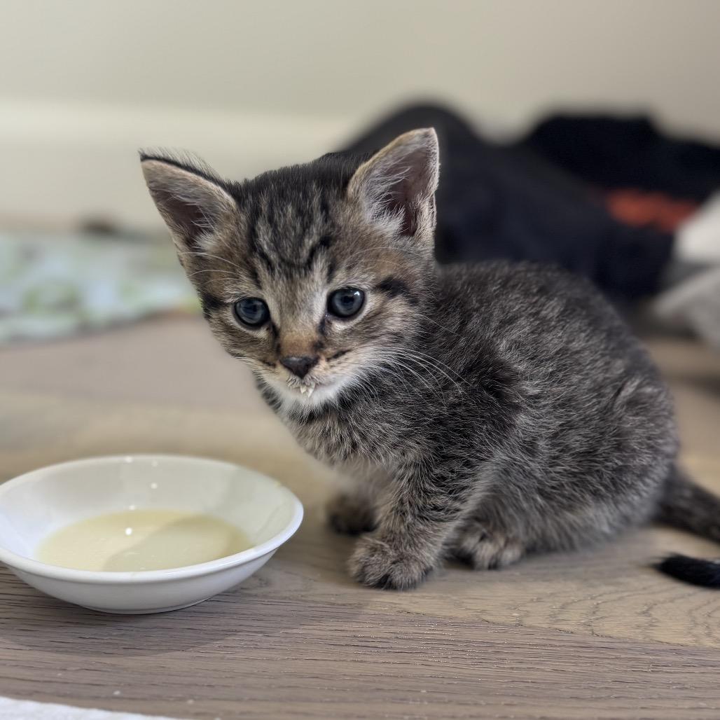 Angel, Adoptable, Kitten Male Domestic Short Hair.