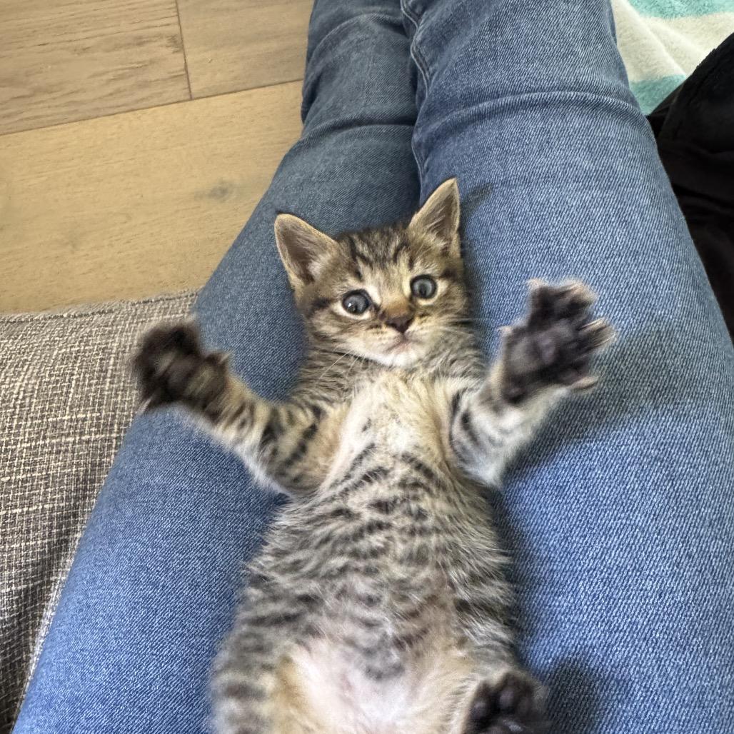 Enlarge Angel, a Adoptable Domestic Short Hair in Escondido, CA image 2/2