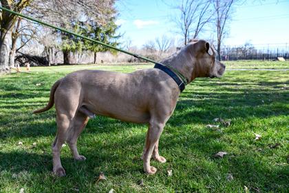 Richard, Adoptable, Adult Male Pit Bull Terrier & Mixed Breed.