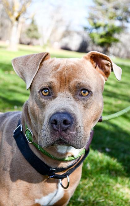 Enlarge Richard, a Adoptable mixed breed in Yakima, WA image 2/3