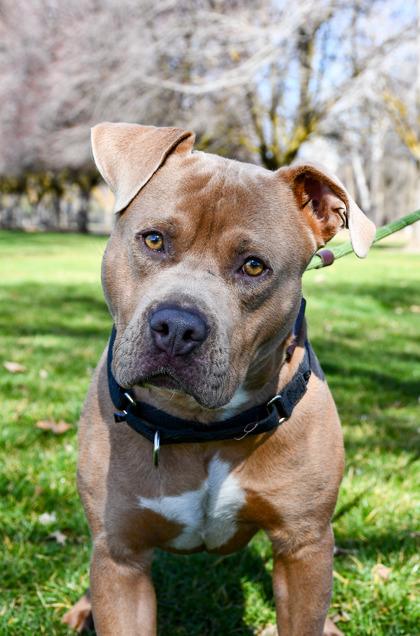 Enlarge Richard, a Adoptable mixed breed in Yakima, WA image 3/3