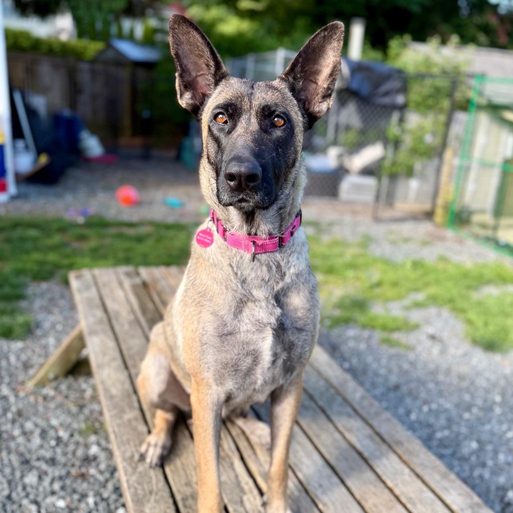 Indy, Adoptable, Adult Female Belgian Shepherd / Malinois.