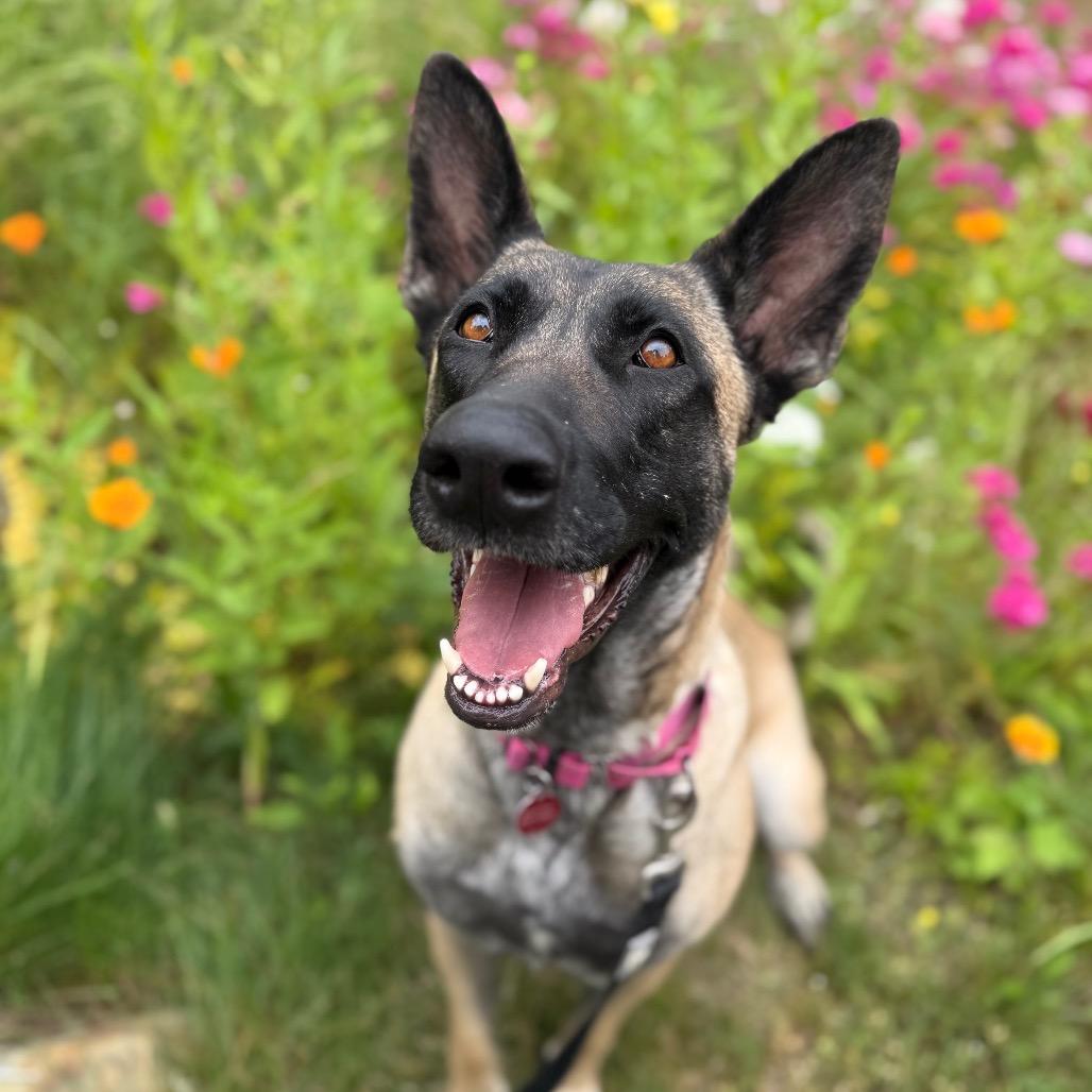Enlarge Indy, a Adoptable Belgian Shepherd / Malinois in Bellingham, WA image 2/6