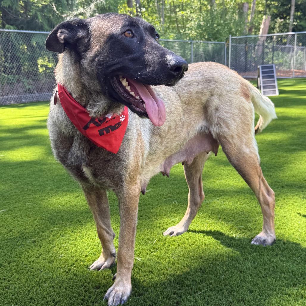 Indy, a Adoptable Belgian Shepherd / Malinois in Bellingham, WA image 2/6