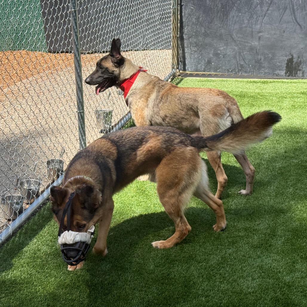 Indy, a Adoptable Belgian Shepherd / Malinois in Bellingham, WA image 3/6