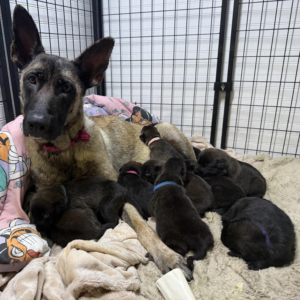 Indy, a Adoptable Belgian Shepherd / Malinois in Bellingham, WA image 4/6