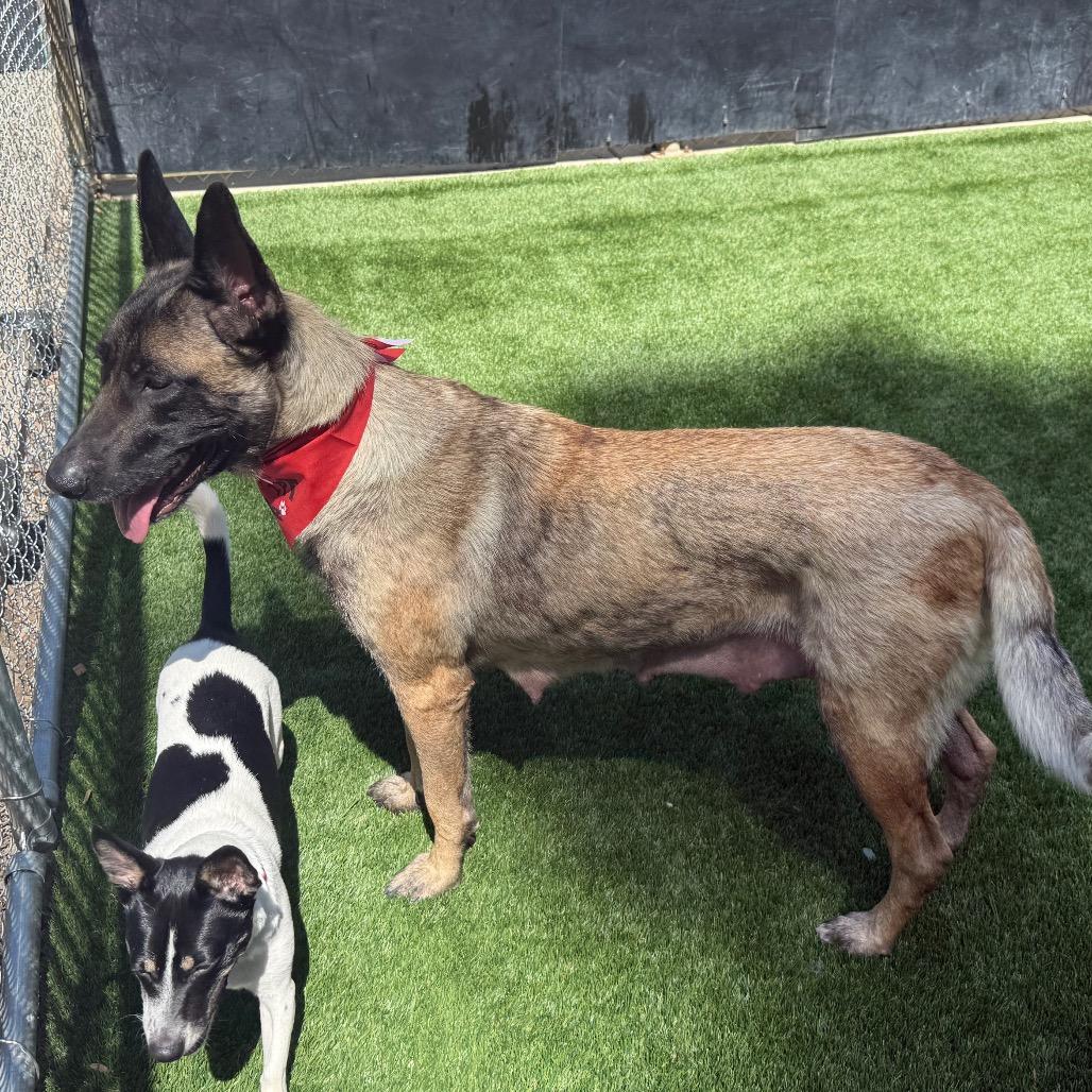 Indy, a Adoptable Belgian Shepherd / Malinois in Bellingham, WA image 5/6
