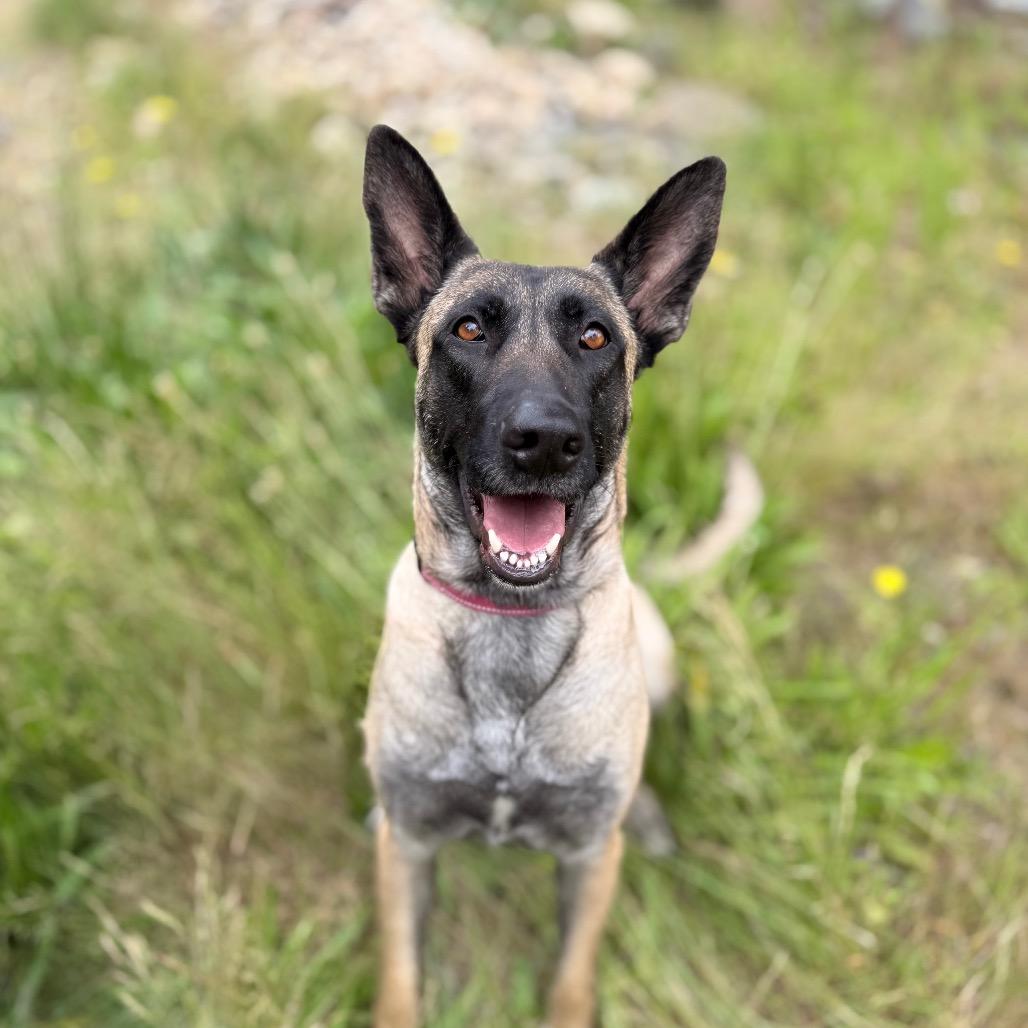 Enlarge Indy, a Adoptable Belgian Shepherd / Malinois in Bellingham, WA image 3/6