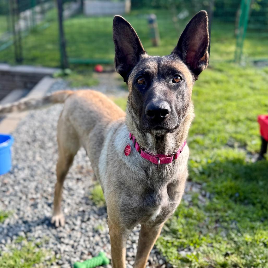 Enlarge Indy, a Adoptable Belgian Shepherd / Malinois in Bellingham, WA image 4/6
