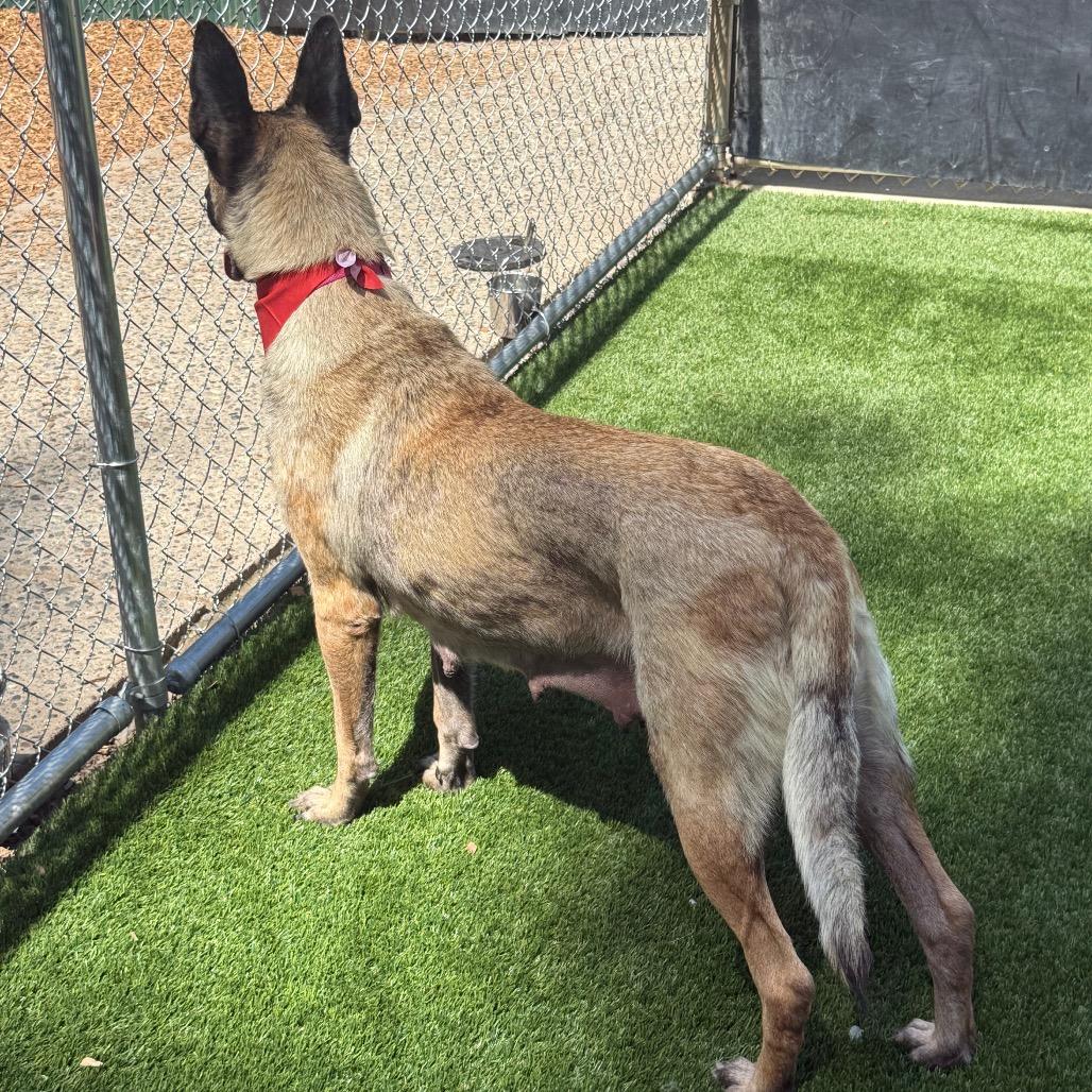 Indy, a Adoptable Belgian Shepherd / Malinois in Bellingham, WA image 6/6