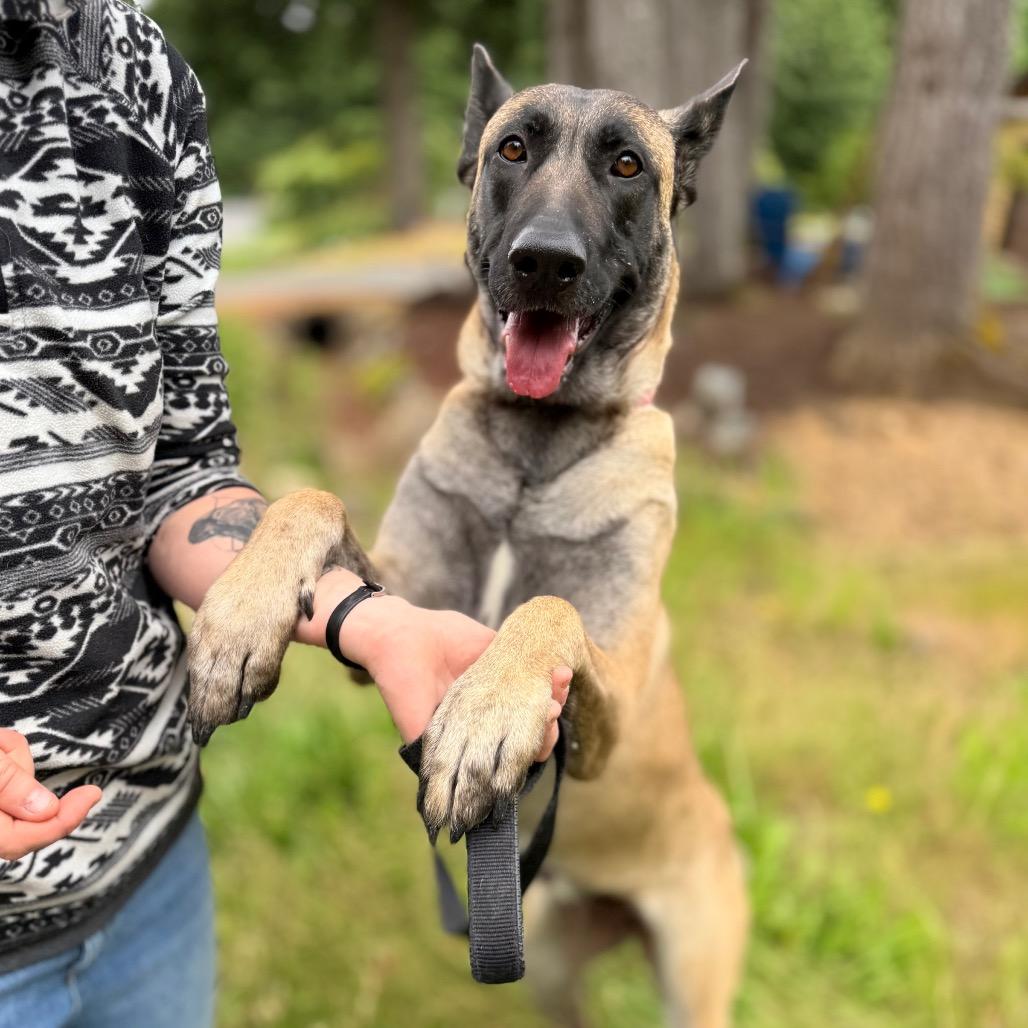 Enlarge Indy, a Adoptable Belgian Shepherd / Malinois in Bellingham, WA image 5/6