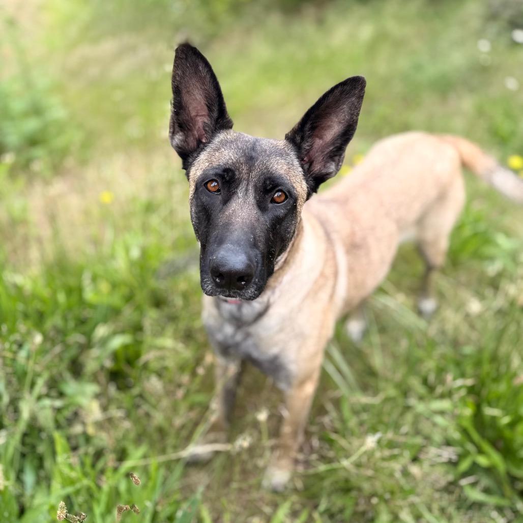 Enlarge Indy, a Adoptable Belgian Shepherd / Malinois in Bellingham, WA image 6/6