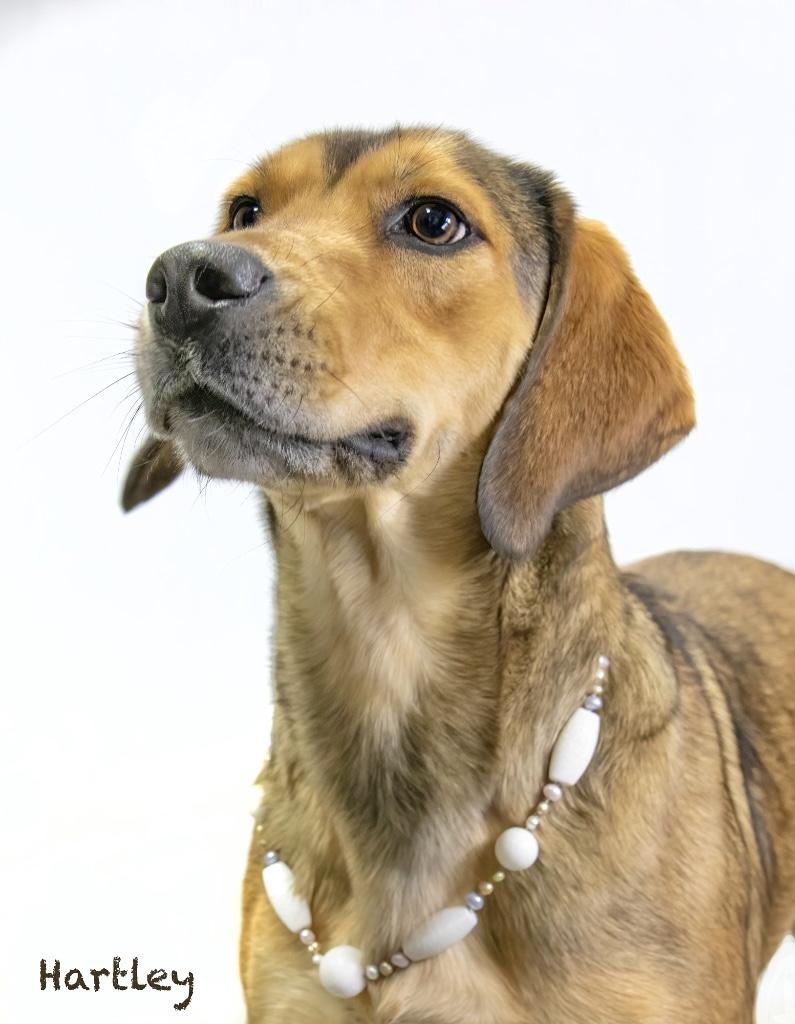 Hartley, an adopted Hound in Manchester, CT image 3/3
