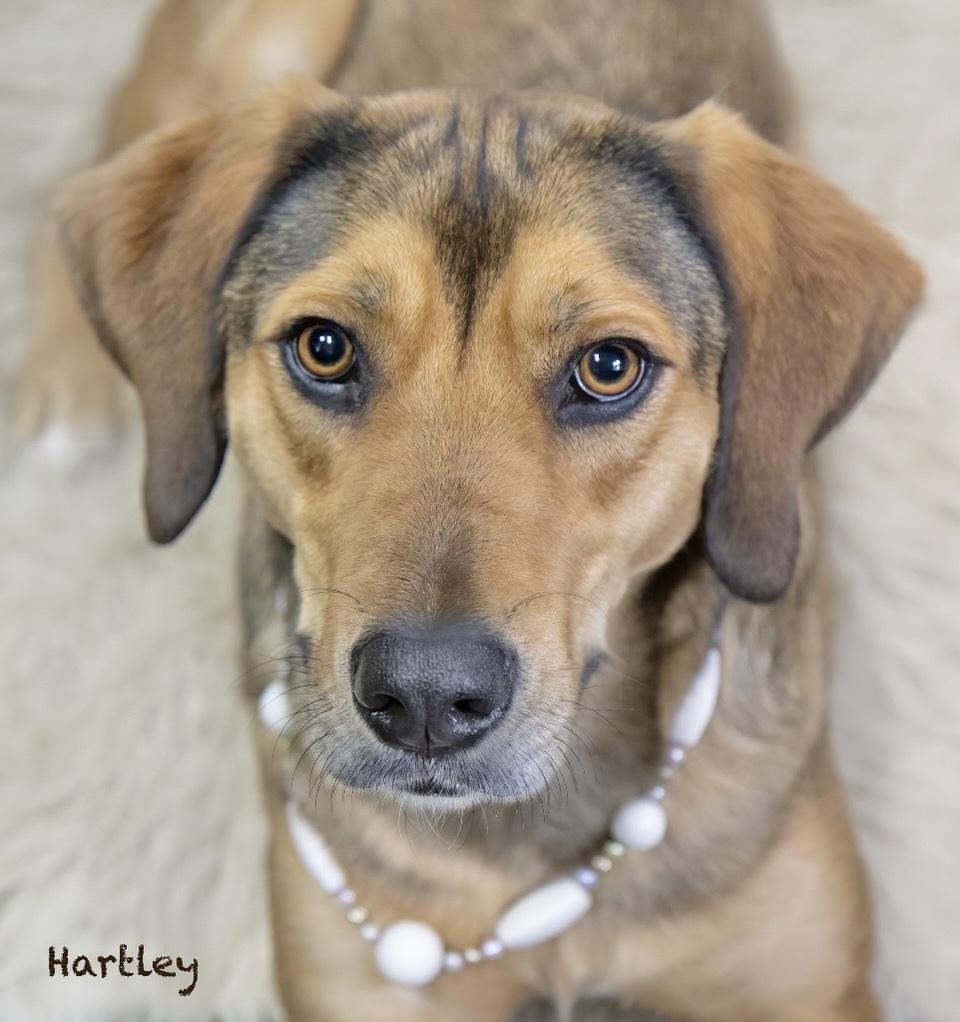 Hartley, an adopted Hound in Manchester, CT image 1/3
