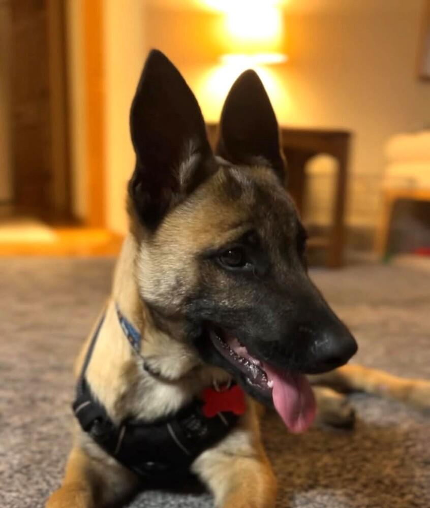 Jack - Located in WI, Adoptable, Puppy Male Belgian Shepherd / Malinois & German Shepherd Dog.