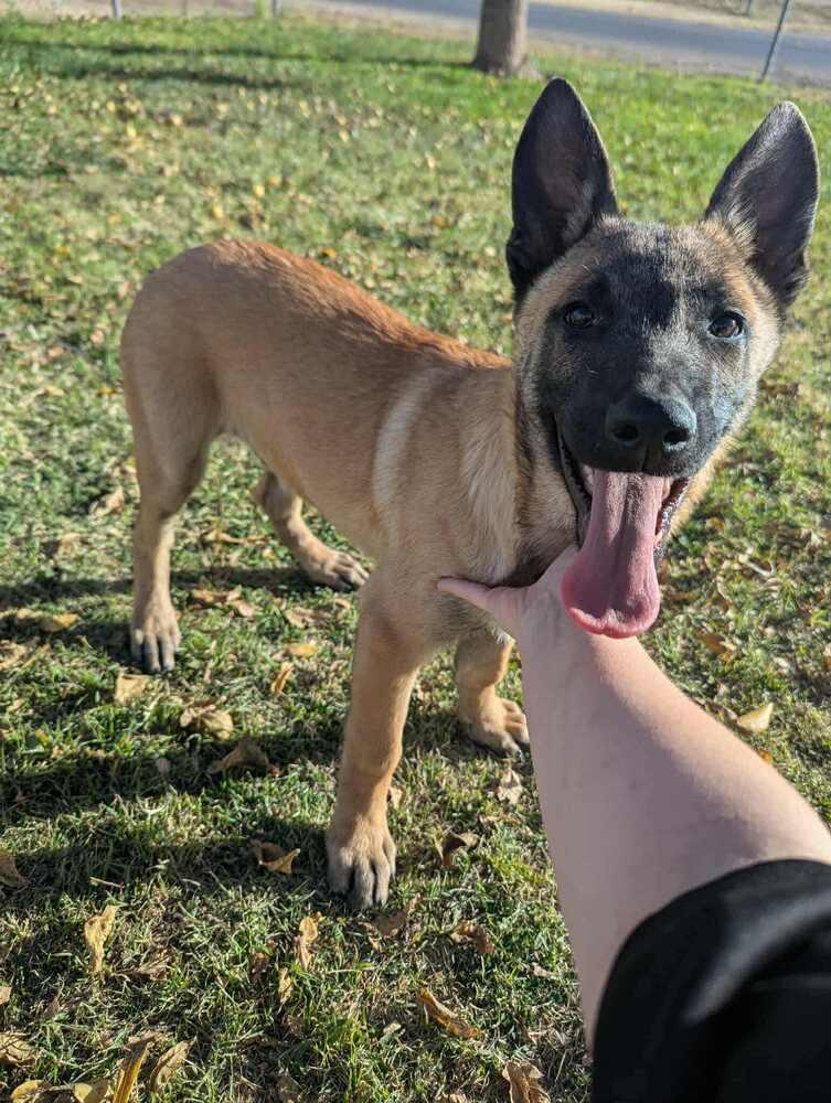 Jack - Located in WI, a Adoptable mixed breed in Imlay City, MI image 2/4