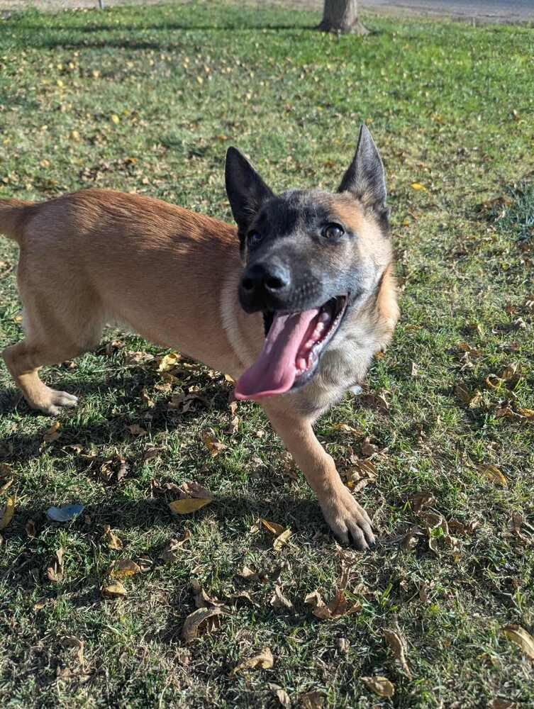 Jack - Located in WI, a Adoptable mixed breed in Imlay City, MI image 3/4