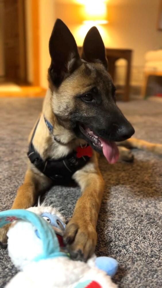 Jack - Located in WI, a Adoptable mixed breed in Imlay City, MI image 4/4