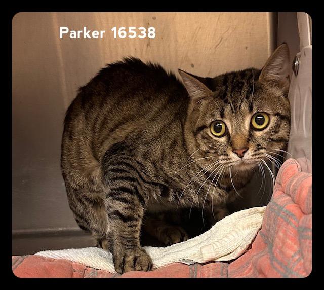 PARKER , ADOPTABLE, Adult Male Domestic Short Hair.