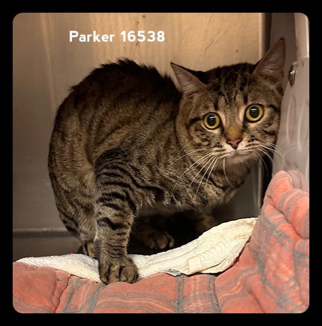 Enlarge PARKER , a ADOPTABLE Domestic Short Hair in Marietta, GA image 2/3
