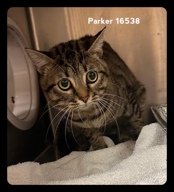 Enlarge PARKER , a ADOPTABLE Domestic Short Hair in Marietta, GA image 3/3