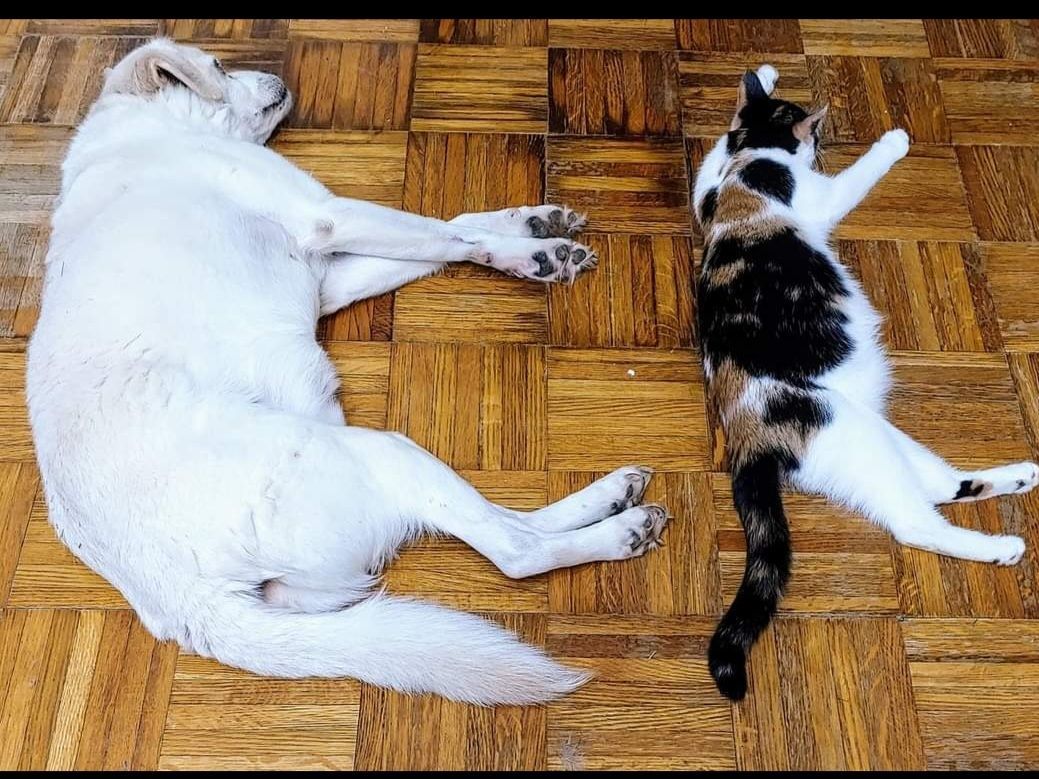 Sigi, a Adoptable mixed breed in Maryville, TN image 1/3