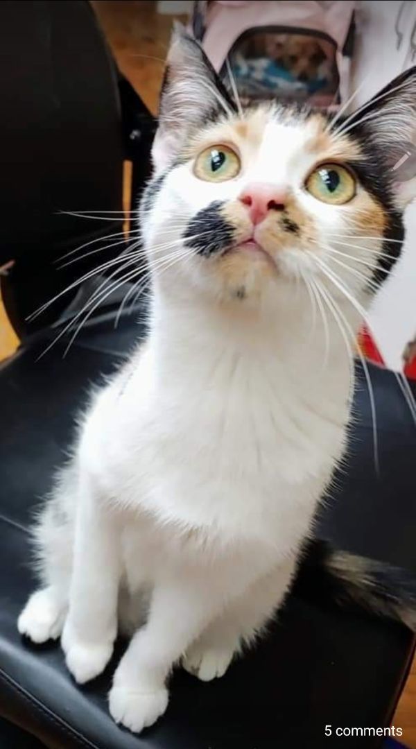 Sigi, Adoptable, Adult Female Domestic Short Hair.