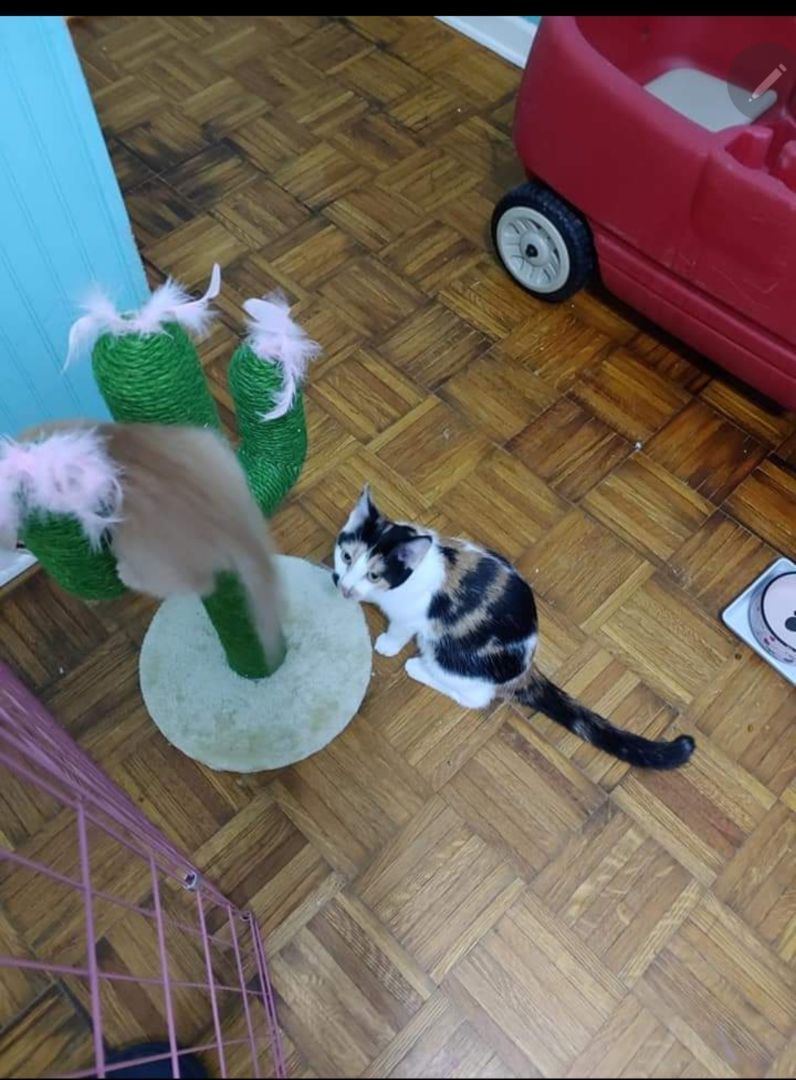 Sigi, a Adoptable mixed breed in Maryville, TN image 3/3