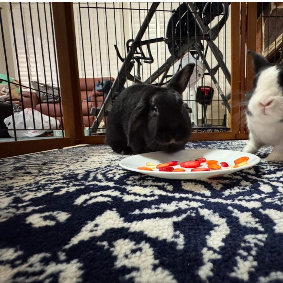 Chewy, Adoptable, Senior Male Havana.