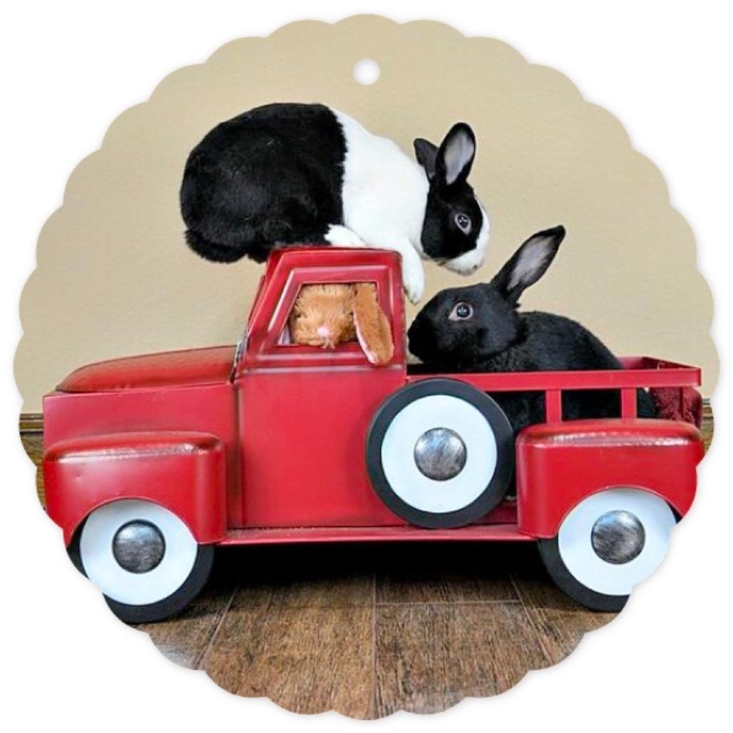 Enlarge Chewy, a Adoptable Havana in The Woodlands, TX image 3/5