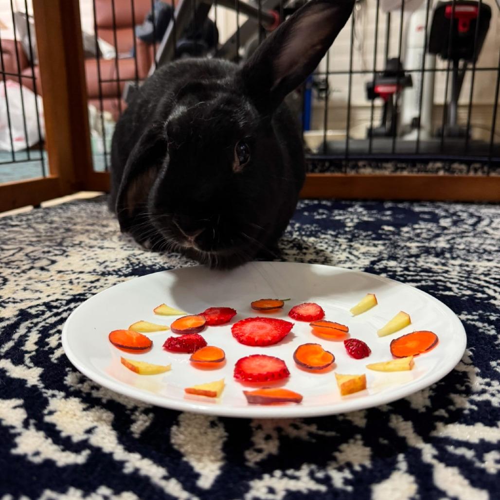 Chewy, a Adoptable Havana in The Woodlands, TX image 2/5