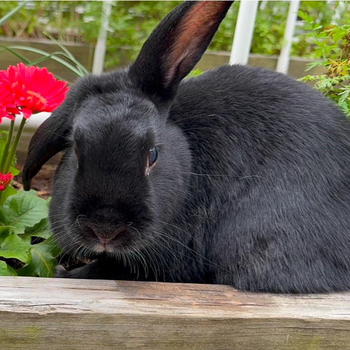 Enlarge Chewy, a Adoptable Havana in The Woodlands, TX image 4/5