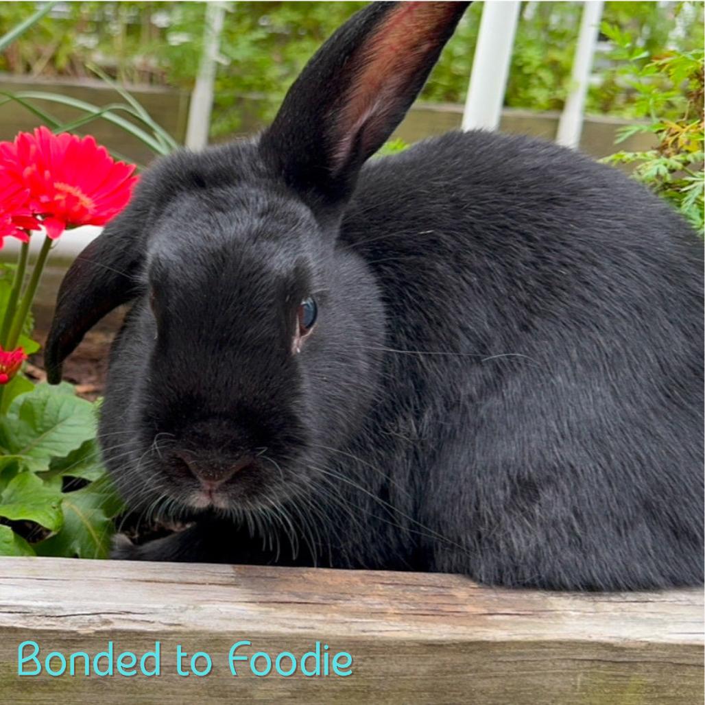 Enlarge Chewy, a Adoptable Havana in The Woodlands, TX image 5/5