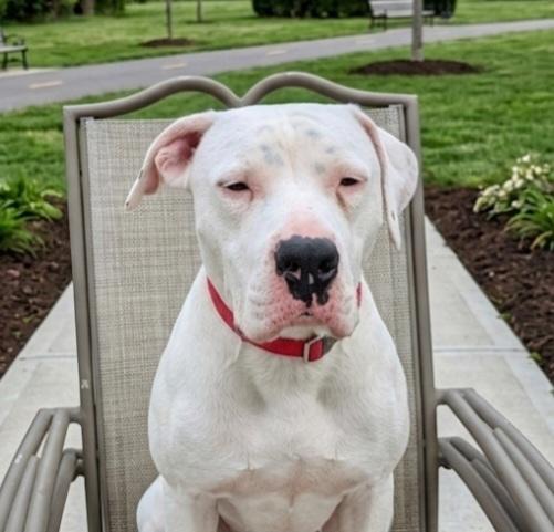 Luke Floyd, an adopted American Bulldog in Roswell, GA image 2/3
