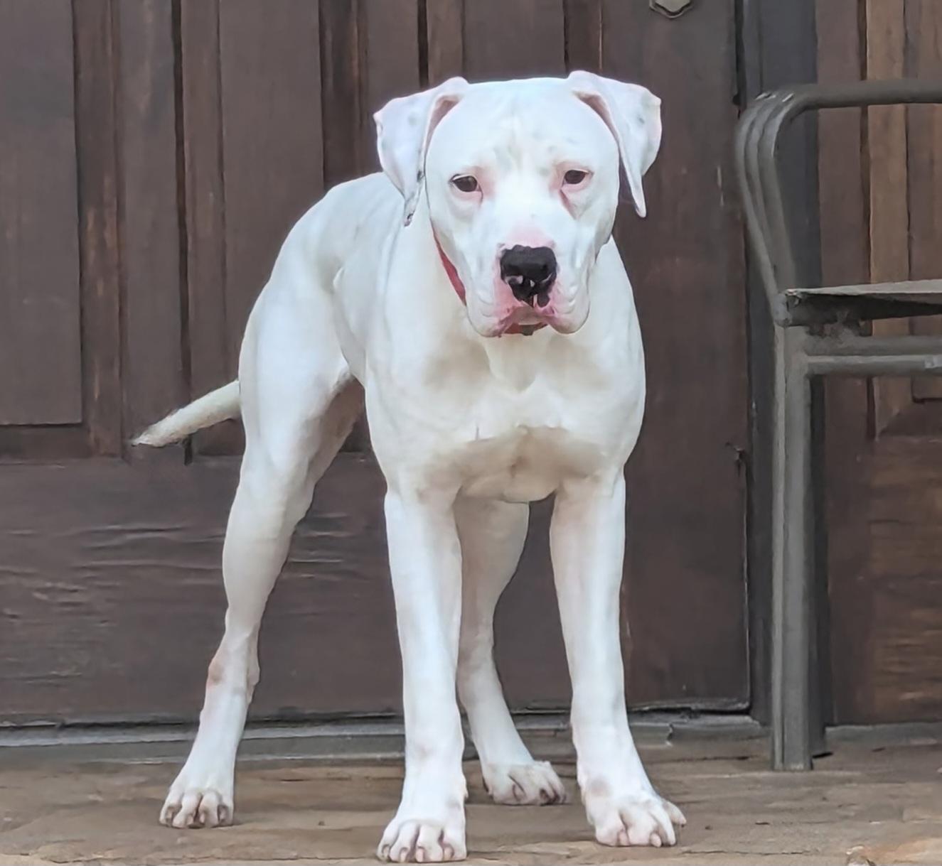 Luke Floyd, an adopted American Bulldog in Roswell, GA image 3/3