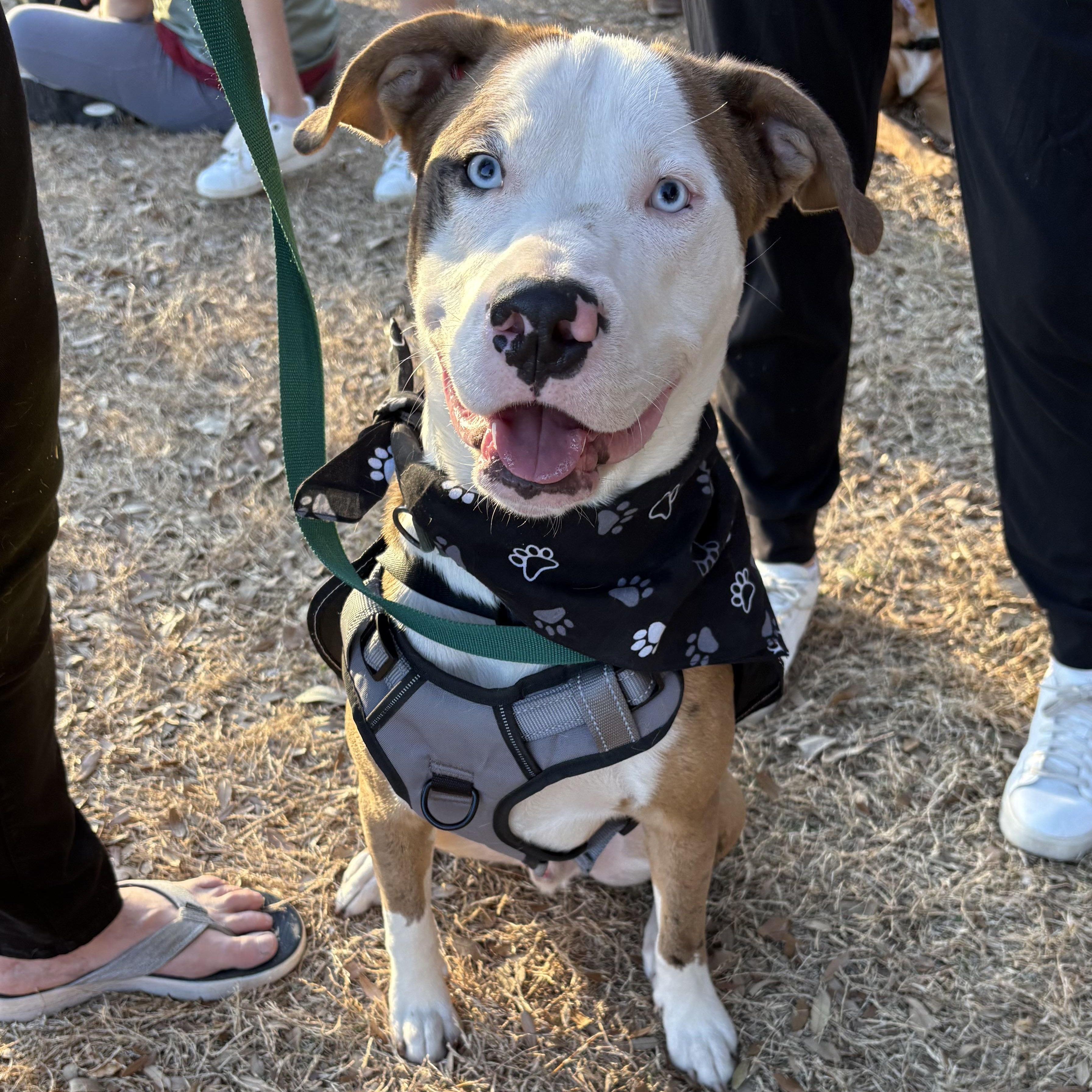 Brady — thumbnail 4