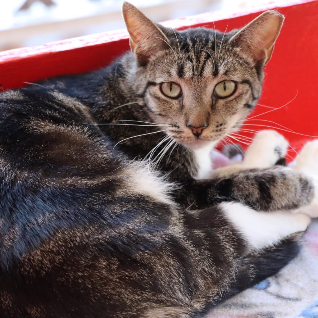 Outback — thumbnail 4