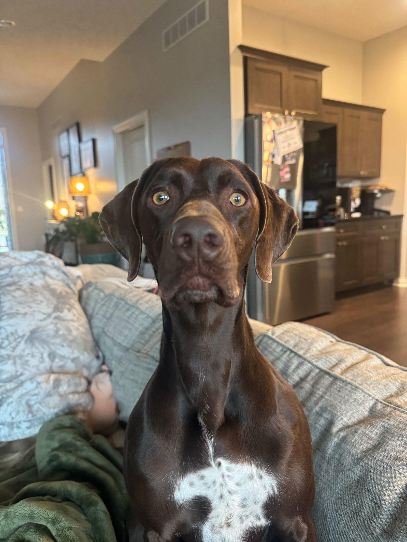 JoJo, a Adopted German Shorthaired Pointer in Omaha, NE image 1/3