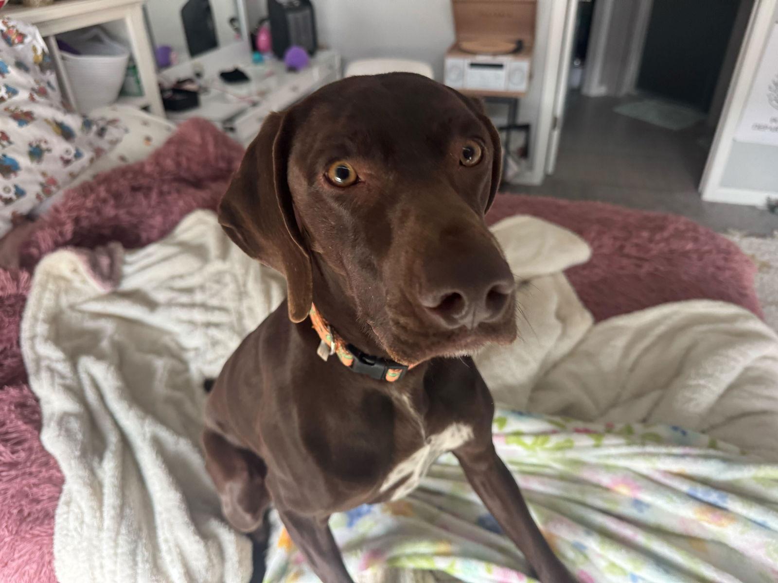 JoJo, a Adopted German Shorthaired Pointer in Omaha, NE image 2/3