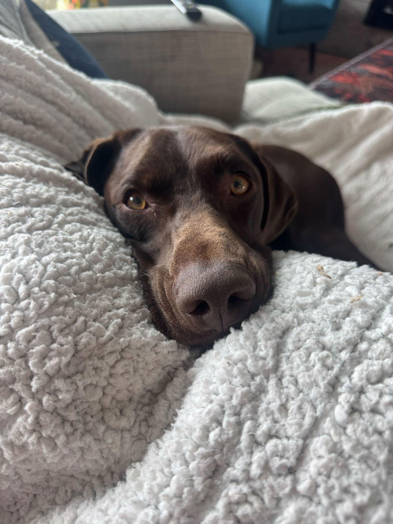 JoJo, a Adopted German Shorthaired Pointer in Omaha, NE image 3/3