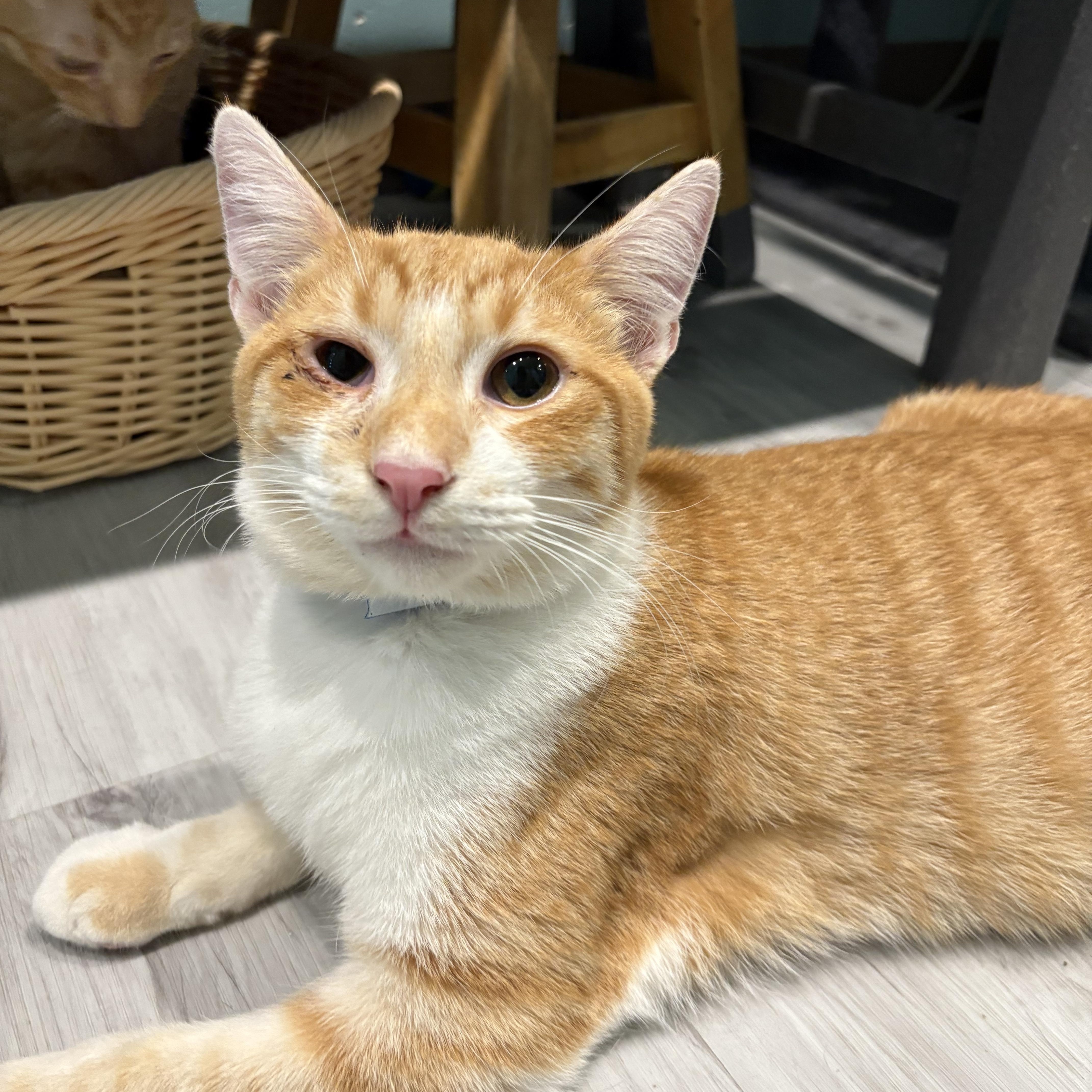 Scrubs, adopted, Adult Male Domestic Short Hair.