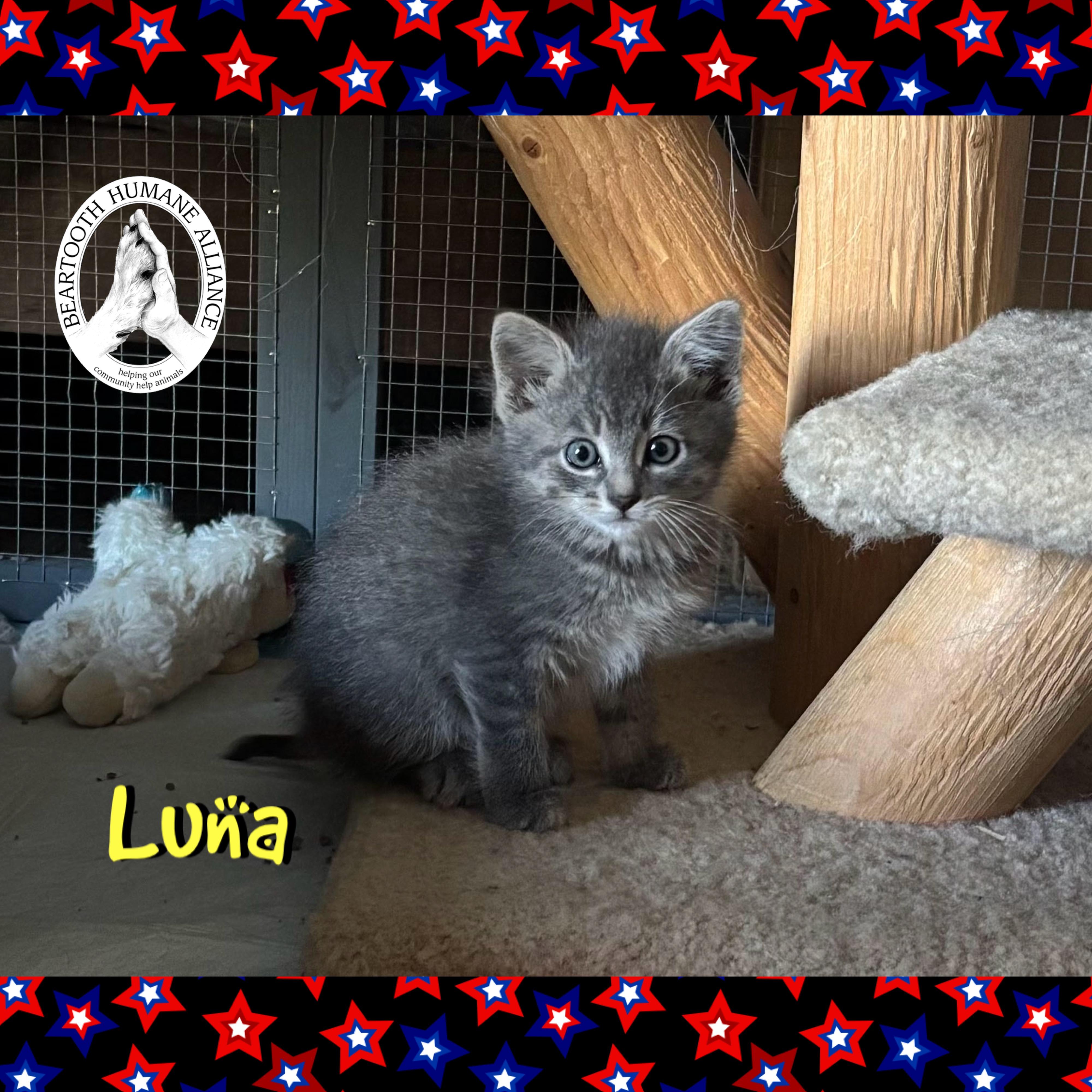 Luna, an adoptable Domestic Medium Hair in Red Lodge, MT, 59068 | Photo Image 1