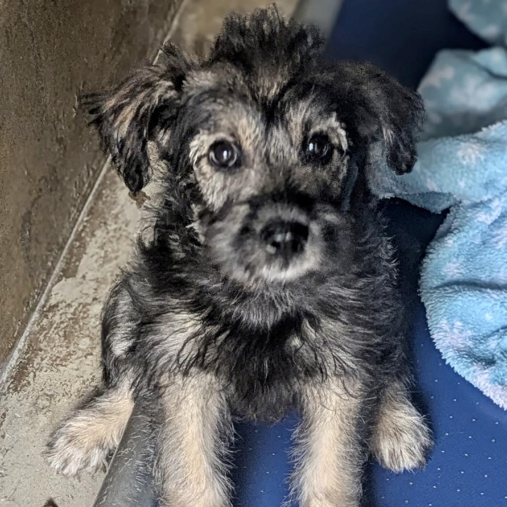 Enlarge Dezi, a Adoptable mixed breed in Oceanside, CA image 2/6